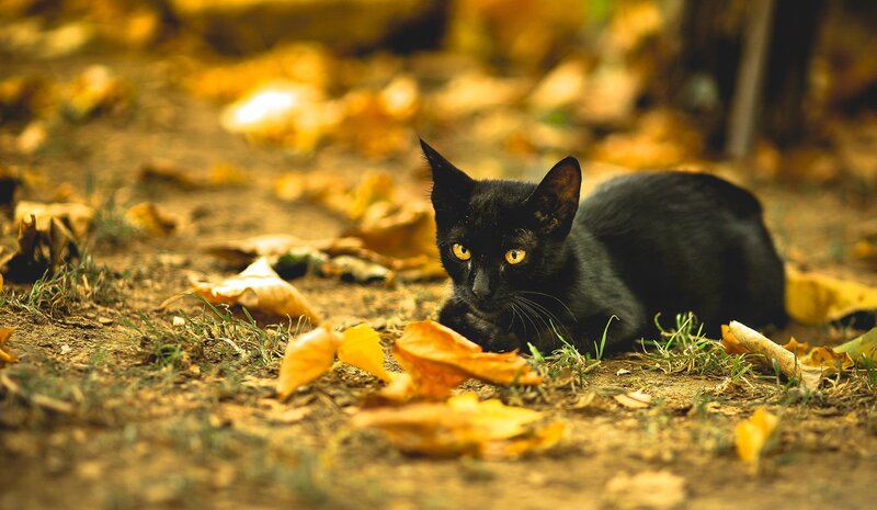 Black Cat in Leaves — Calm, Autumn, Photograph, Grass