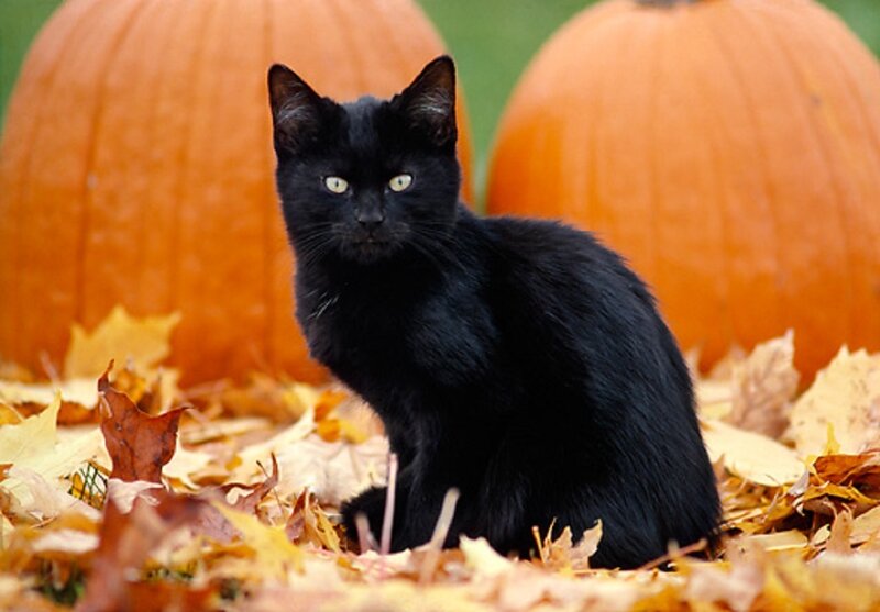 Black Cat in Leaves — Calm, Autumn, Photograph, Pumpkins