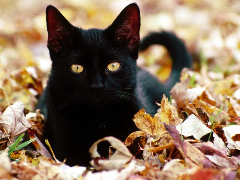 Black Cat in Leaves — Calm, Autumn