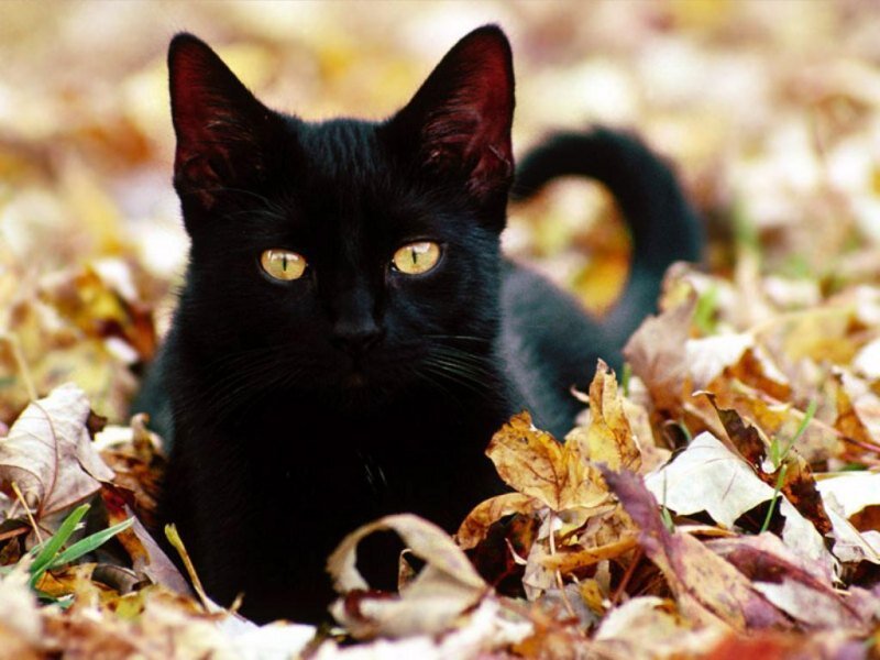 Black Cat in Leaves — Calm
