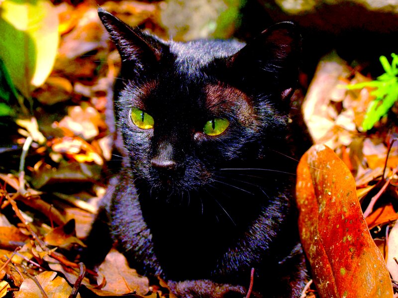 Black Cat in Leaves — Dramatic