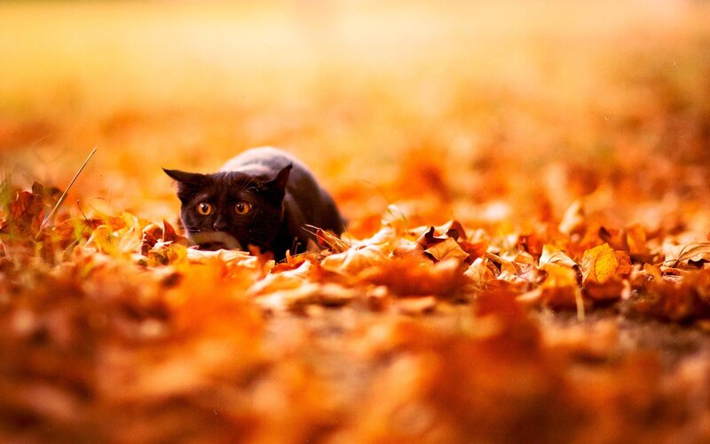 Black Cat in Leaves — Orange, Calm, Autumn, Photograph
