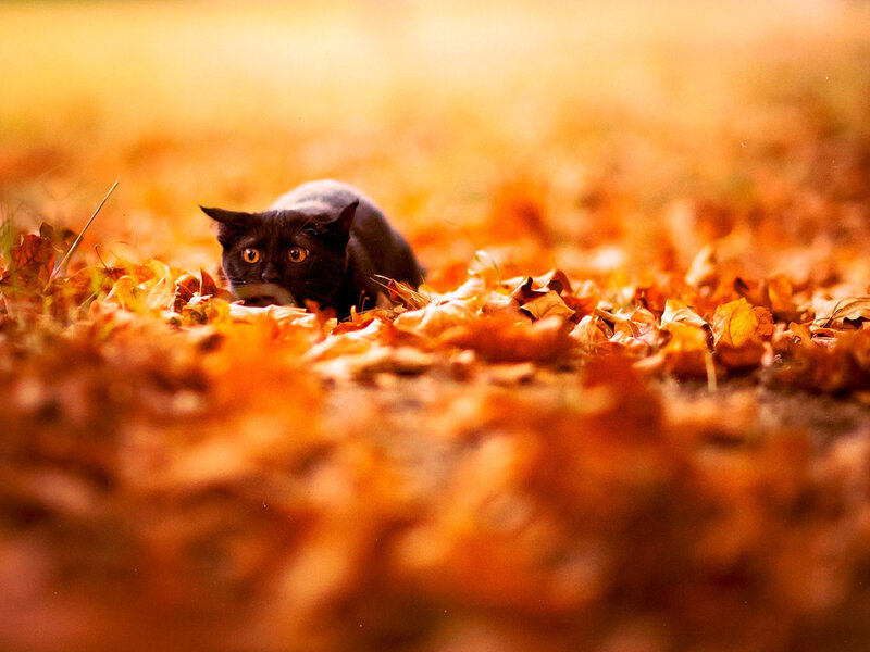 Black Cat in Leaves — Orange, Calm, Autumn