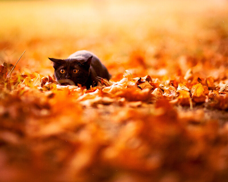 Black Cat in Leaves — Orange, Calm