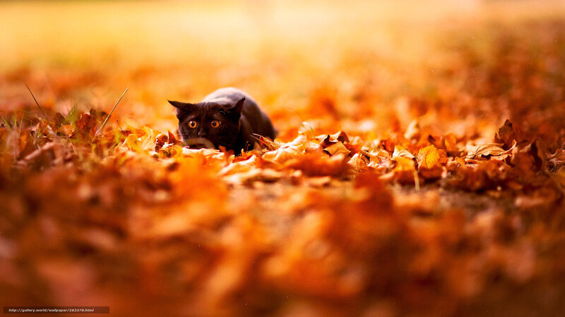 Black Cat in Leaves — Orange, Dramatic