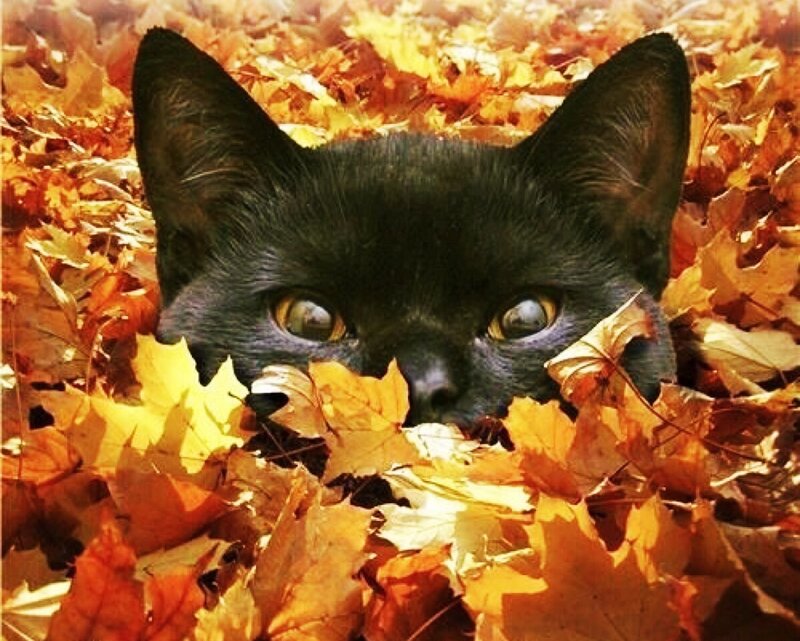 Black Cat in Leaves — Playful