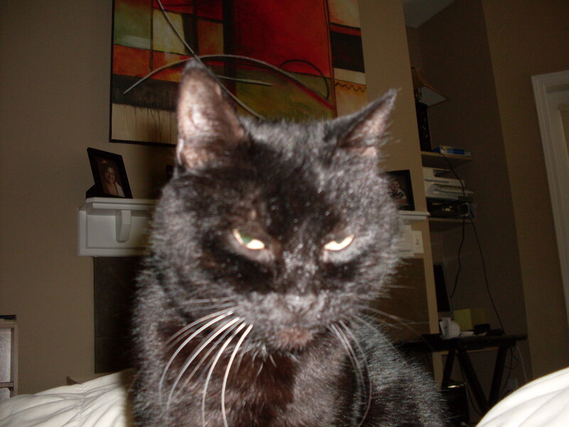 black cat in living room