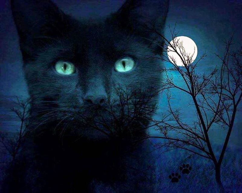 Black Cat in Moonlight — Blue, Mysterious
