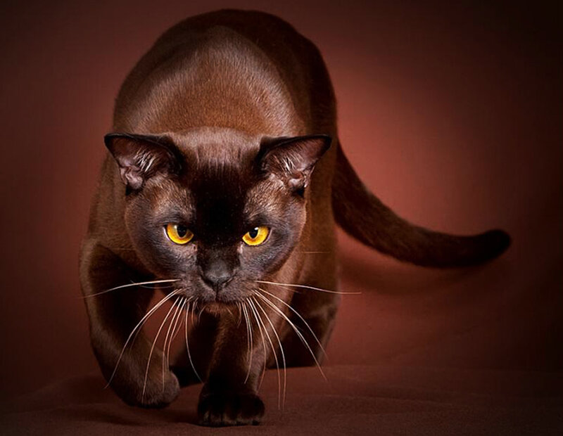 Black Cat in Motion
