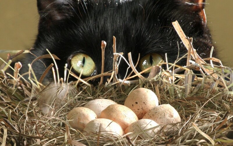 Black Cat in Nest — Alert