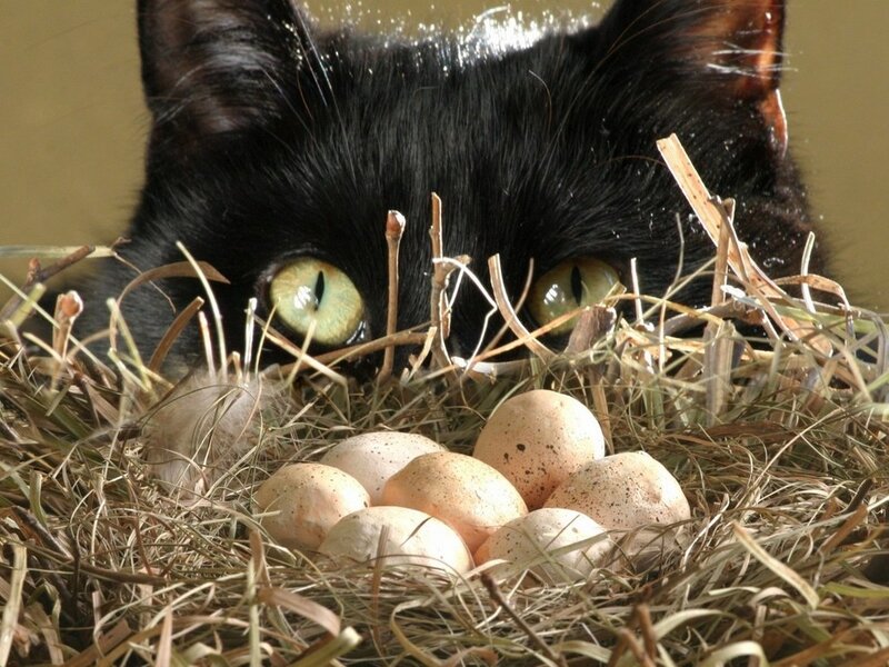 Black Cat in Nest — Curious
