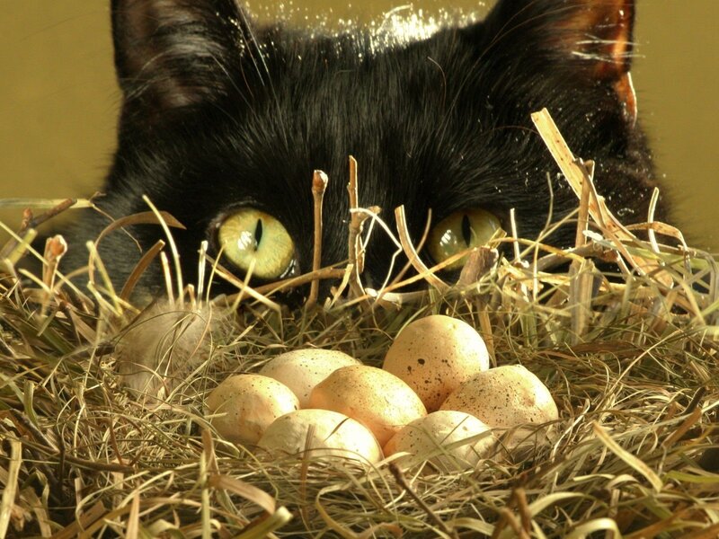 Black Cat in Nest