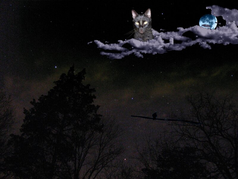 Black Cat in Night Sky