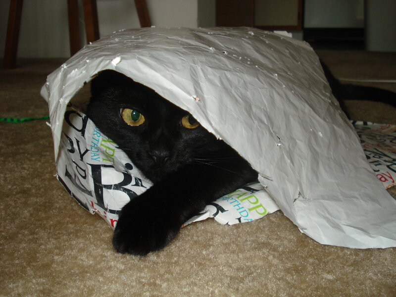 Black Cat in Paper Bag — Calm