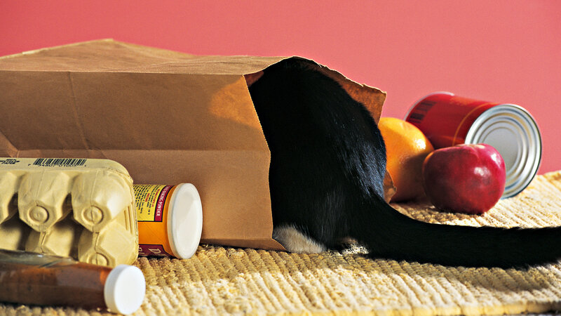 Black Cat in Paper Bag