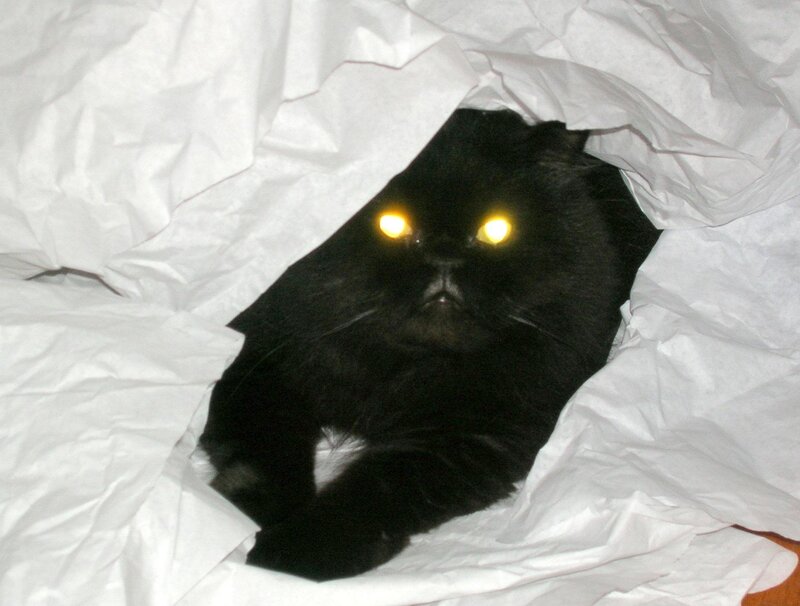 Black Cat in Paper