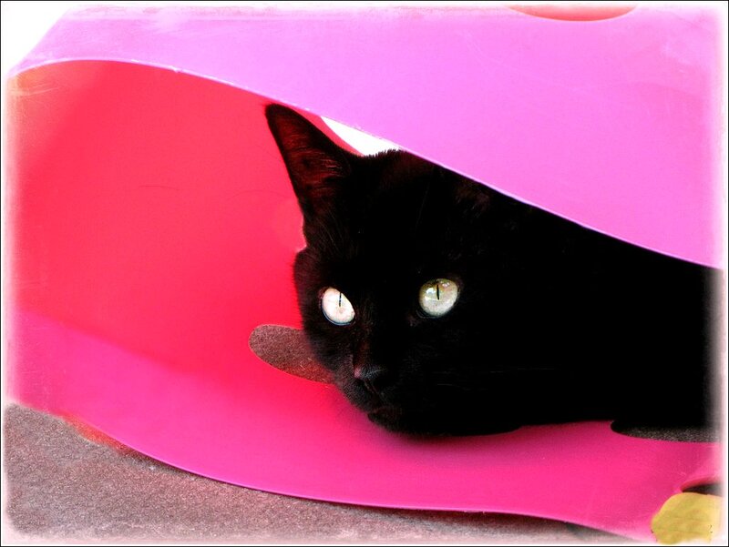 Black Cat in Pink Tunnel