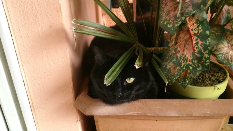 Black Cat in Planter — Calm