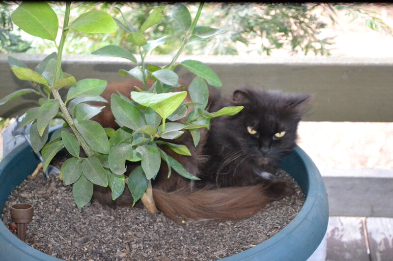 Black Cat in Planter