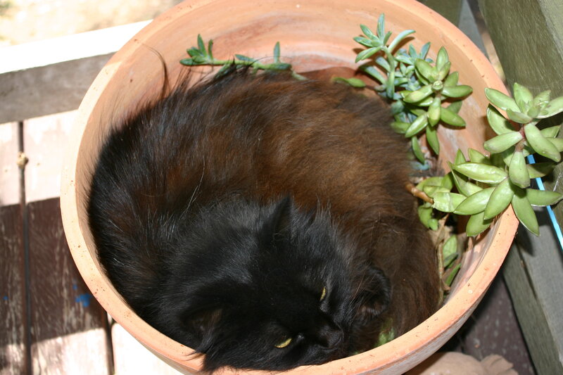 Black Cat in Pot — Brown
