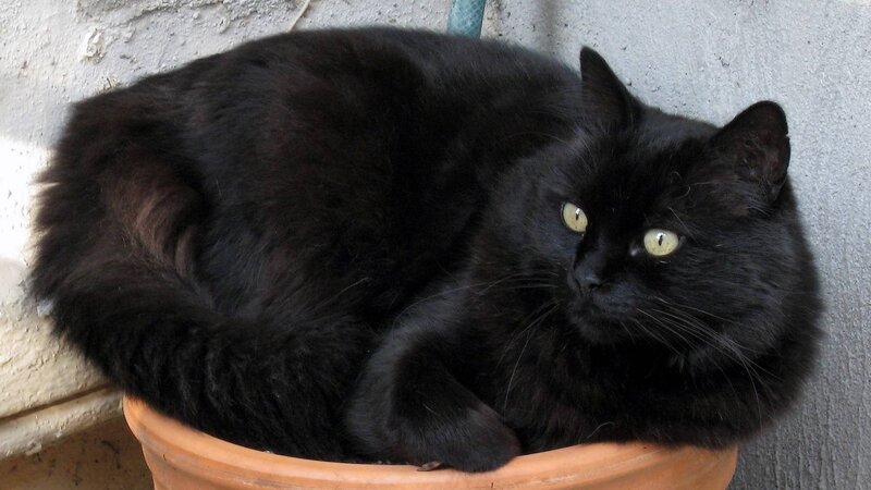 Black Cat in Pot — Calm