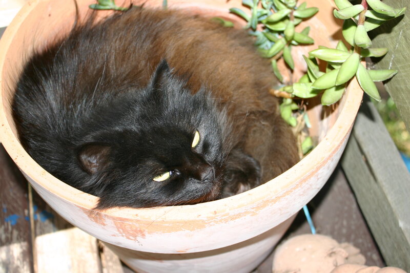 Black Cat in Pot