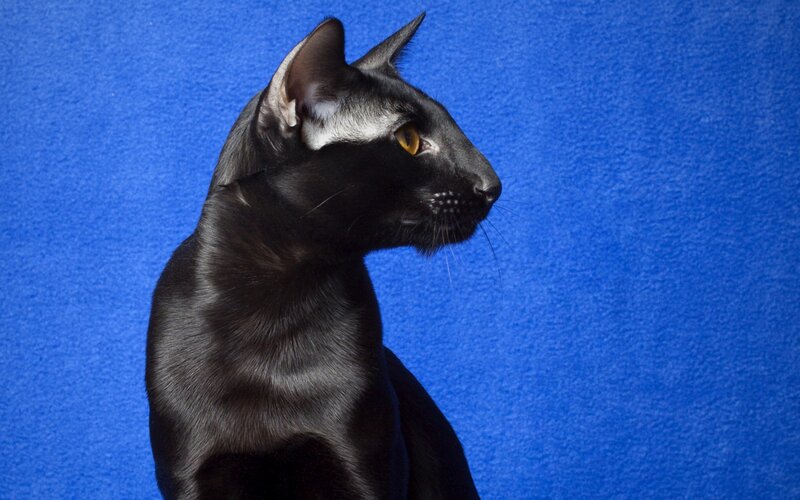 Black Cat in Profile — Blue