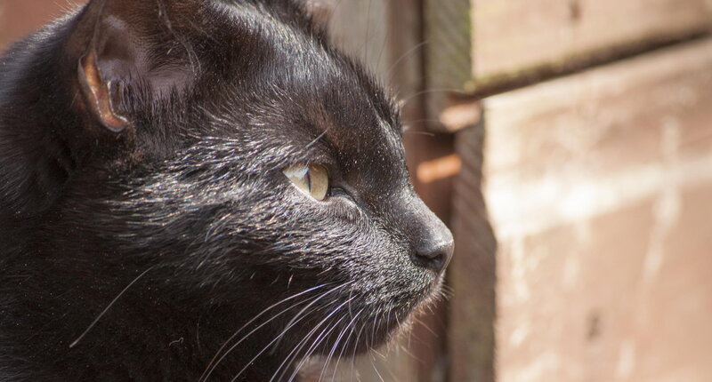 Black Cat in Profile — Calm, Afternoon, Photograph
