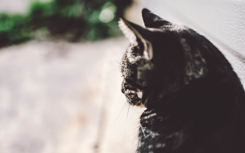 Black Cat in Profile — Calm, Afternoon