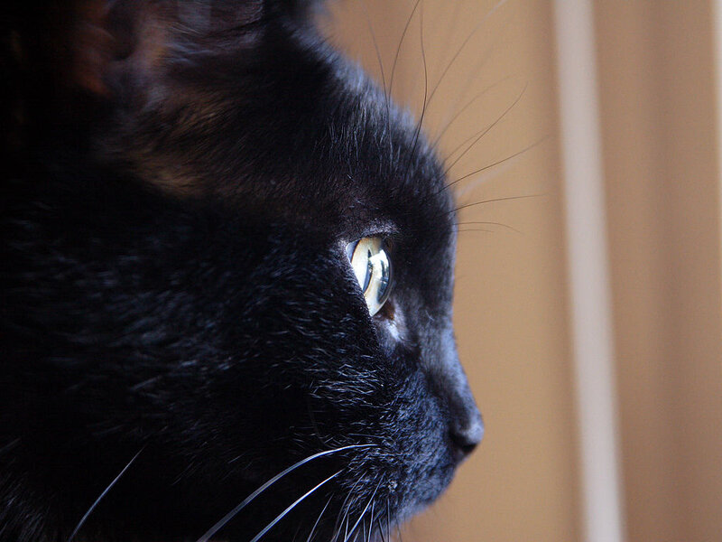 Black Cat in Profile — Calm, Photograph