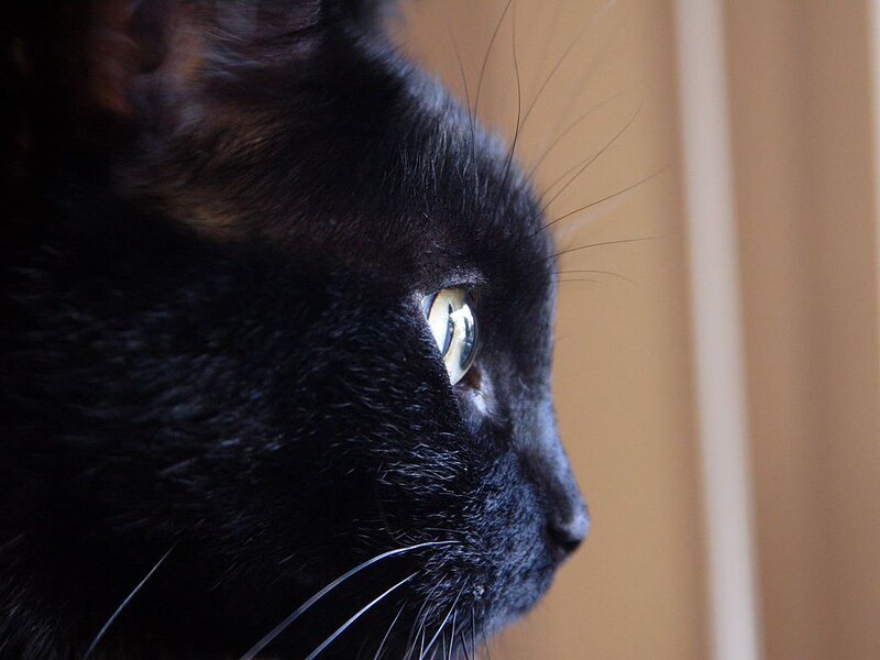 Black Cat in Profile — Calm