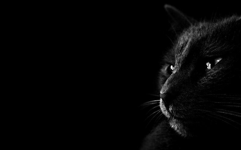 Black Cat in Profile — Dramatic, Night