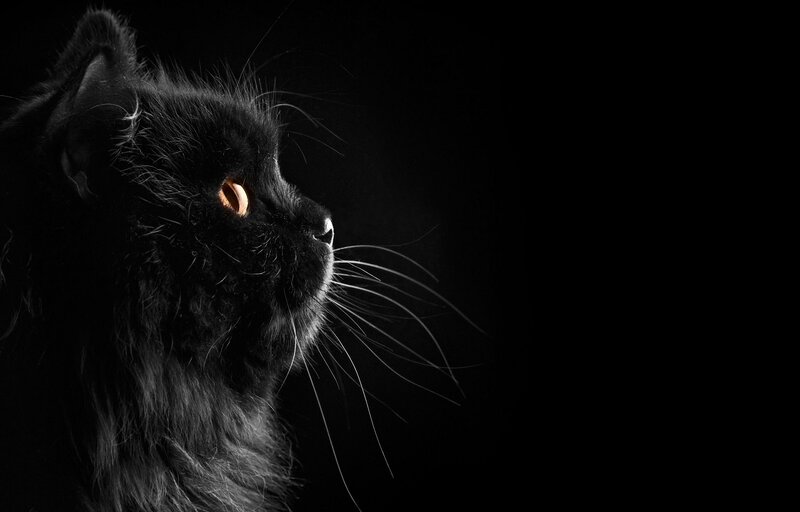 Black Cat in Profile — Dramatic, Photograph, Eye