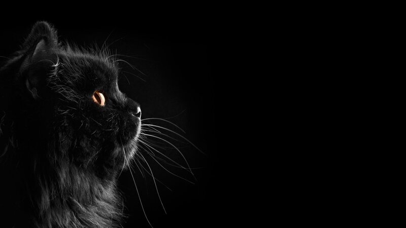 Black Cat in Profile — Dramatic, Photograph, Eye, Whiskers