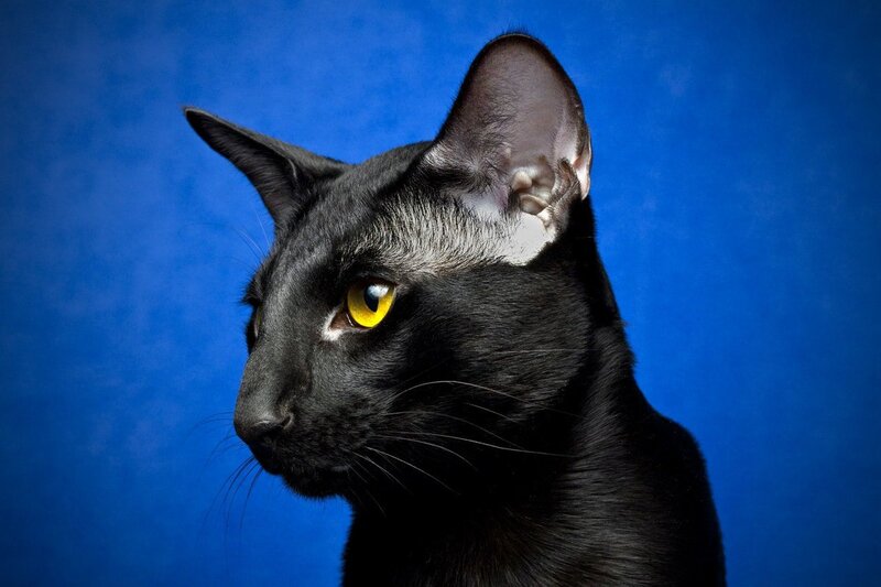 Black Cat in Profile — Dramatic, Photograph