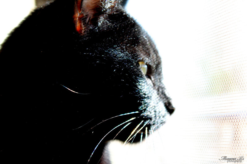 Black Cat in Profile — Dramatic, Photograph, Window Screen