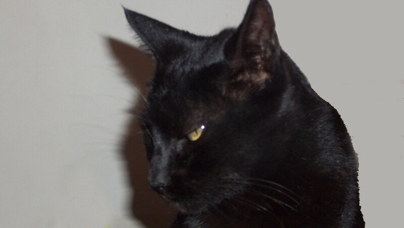 Black Cat in Profile — Neutral