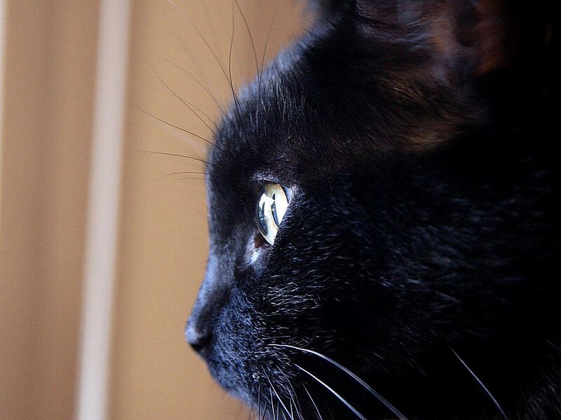 Black Cat in Profile