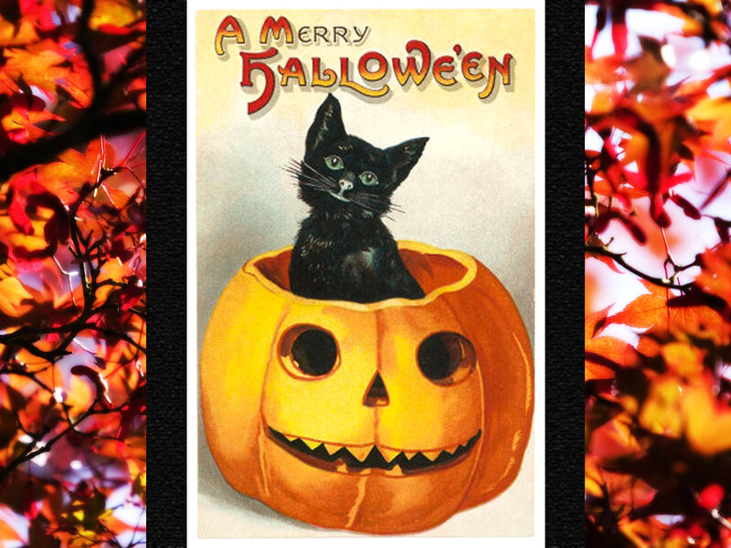 Black Cat in Pumpkin — Orange, Festive, Autumn