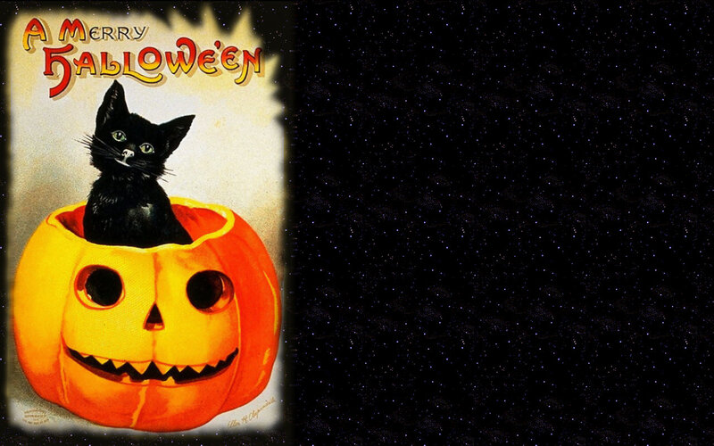 Black Cat in Pumpkin — Orange, Festive, Night