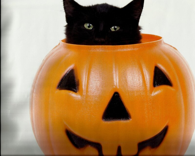 Black Cat in Pumpkin — Orange, Playful
