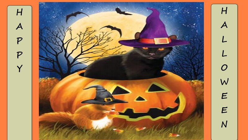 Black Cat in Pumpkin — Orange