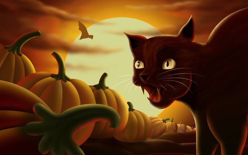 Black Cat in Pumpkin Patch — Orange, Dramatic