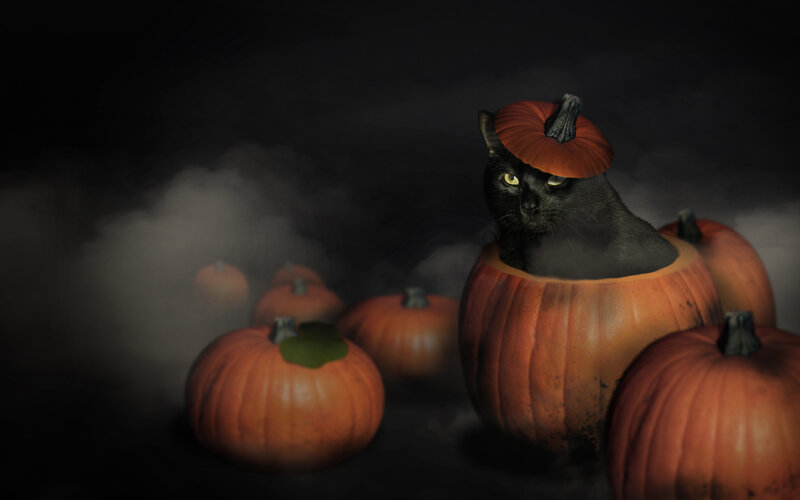 Black Cat in Pumpkin