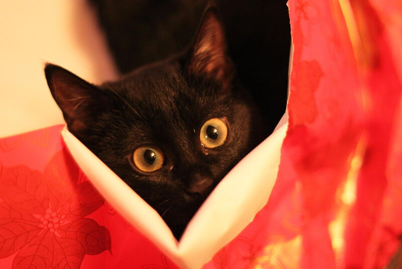 Black Cat in Red Bag