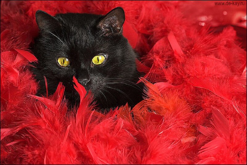 Black Cat in Red Feathers