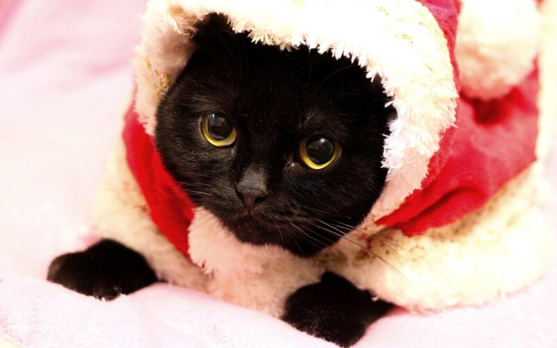 Black Cat in Santa Hat — Calm, Photograph