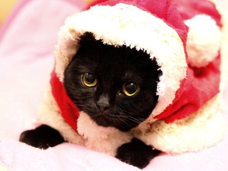 Black Cat in Santa Hat — Calm