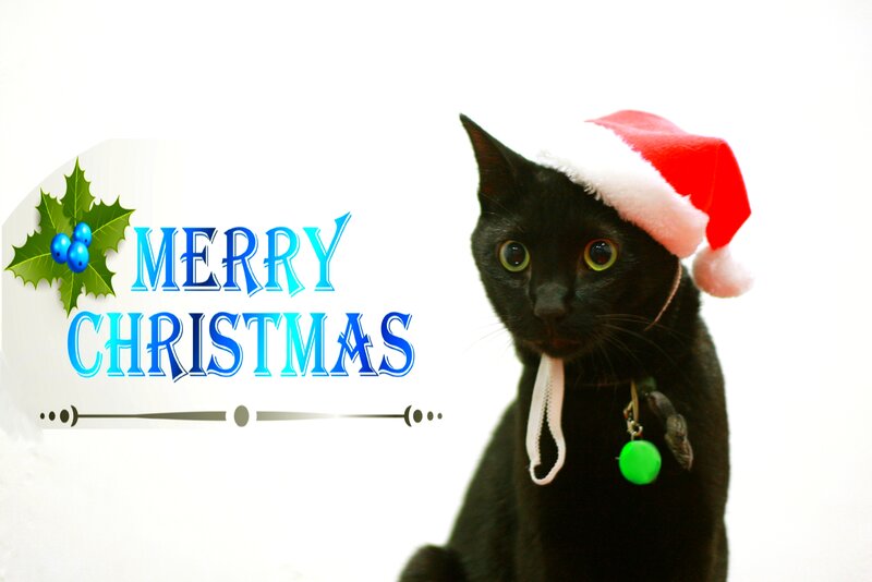 Black Cat in Santa Hat — Festive, Winter, Photograph