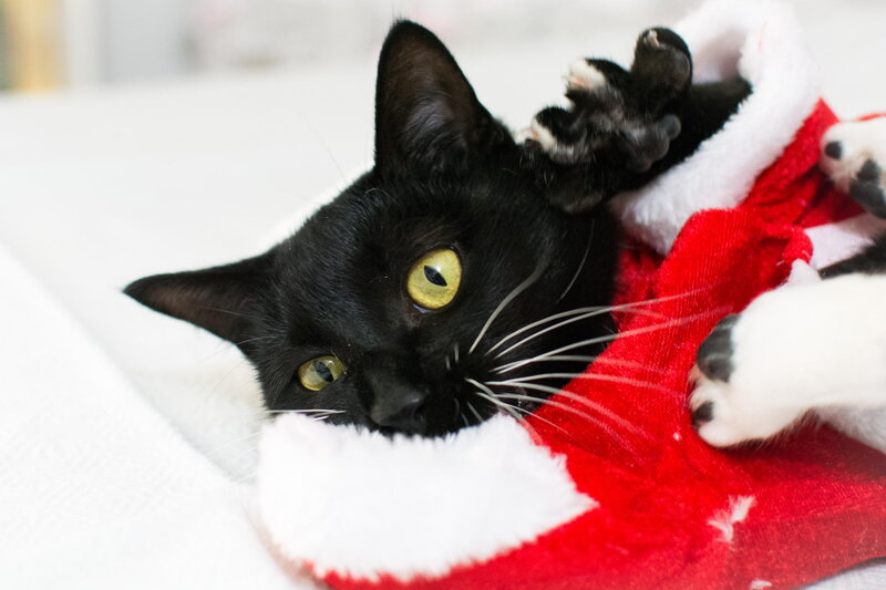 Black Cat in Santa Hat — Red, Calm